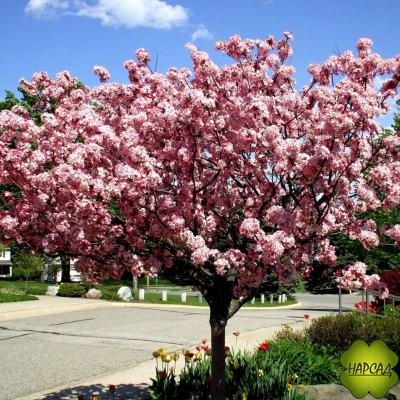 Яблоня декоративная "БРЕНДИ МЭДЖИК" (саженец 3 года) Невероятно красива!
