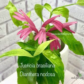 Якобиния ( Юстиция ) Нодоза / JACOBINIA (Justicia )  NODOSA