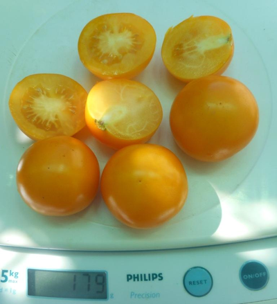 Томат Нижегородский кудяблик