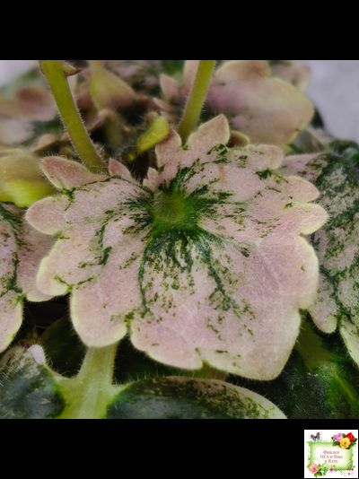 АВ-Птица Певчая (Фиалковод) 2022 г. (лист посажен 29.01.26)