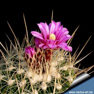 Echinofossulocactus rosasianus - 5 семян