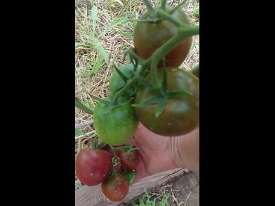 Томат Маленькое черное сердце