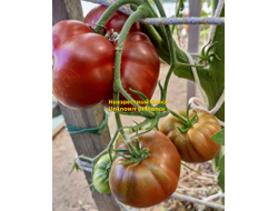 Томат Неизвестный блеск (Unknown brilliance)