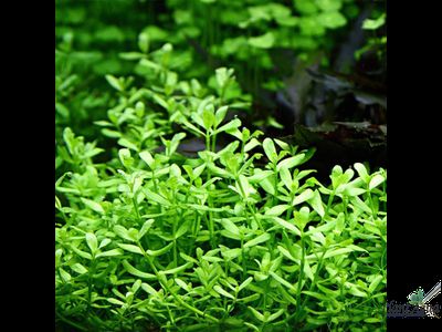 Бакопа Мониера (пучок)