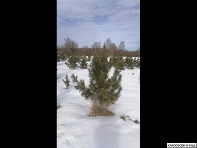 Кедр 6 метров