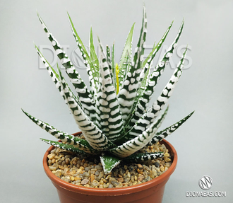 Haworthia fasciata Alba, Хавортия полосатая Альба, красивая хавортия ...