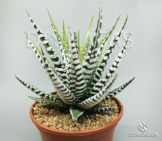 Haworthia Fasciata Alba