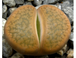 Lithops hookeri v.subfenestrata C175 (MG-1616.68)