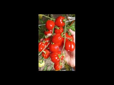 Томат Черри Аккордеон