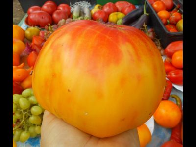 Томат Ананас (Pineapple)