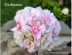 Пеларгония Фиона  фото