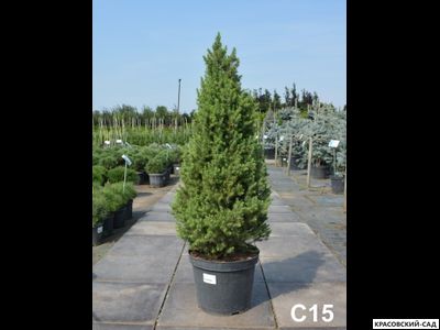 Ель сизая Коника - фото в саду - красовский-сад.рф