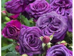 Парфюм де рев (Parfum de Reve), Ч/Г, Laperriere