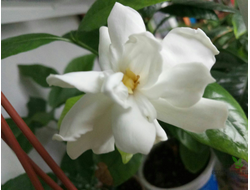 Gardenia Augusta 'Lasting Beauty'