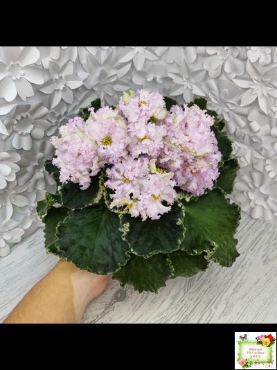 АВ-Богатая Невеста (Фиалковод) 2020 г.