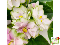 ЕК-Танец Кувшинок (Е. Коршунова) 2021 г. (лист посажен 17.09.25)