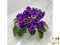 ВаТ-Крайслер (Т. Валькова) трейлер