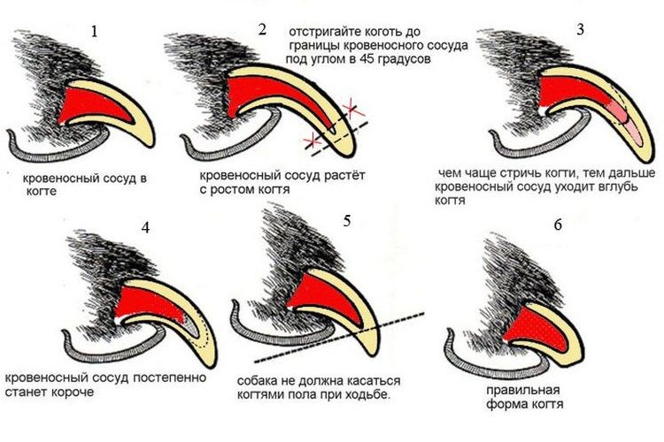Этапы процедуры: стрижка когтей у собаки