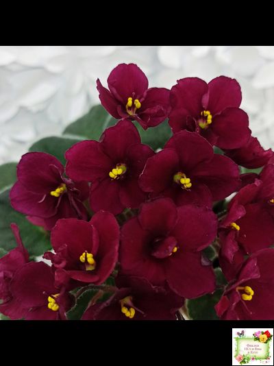 Jolly Mars (H.Pittman), #9718 (01/15/2007)