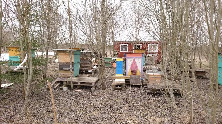 Моя гордость улей Цебро В.П.