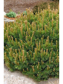 Сосна горная pumilio