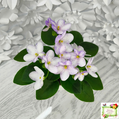 Белый Клоун (Е. и Я. Немчиновы) 2025 г. трейлер (пасынок укоренённый)