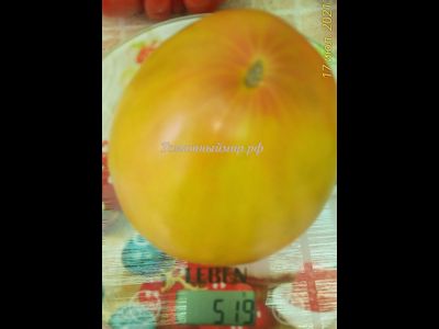 Томат Тайга (Taiga)