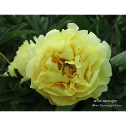 Пион Garden Treasure (Гарден Треже)