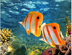 Купить греющую картину с фото рыбки