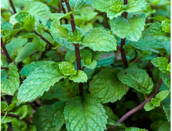 Мята перечная (Mentha piperita) Египет, 5 мл - 100% натуральное эфирное масло
