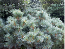 Сосна кедровая Glauca, C3