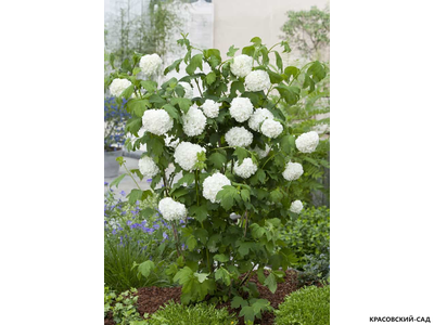 Калина Обыкновенная Розеум