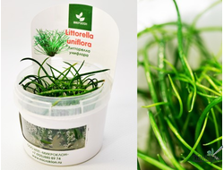 LITTORELLA UNIFLORA/ ЛИТТОРЕЛЛА УНИФЛОРА (меристемная)