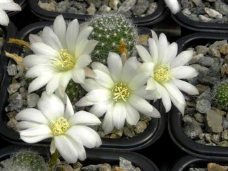 Rebutia hybr. ‘Snow white’ - 5 семян