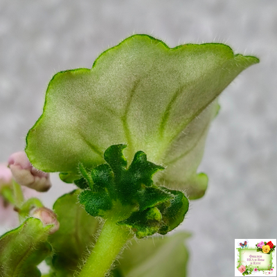 LV-1 (Л. Шевелева) сеянец