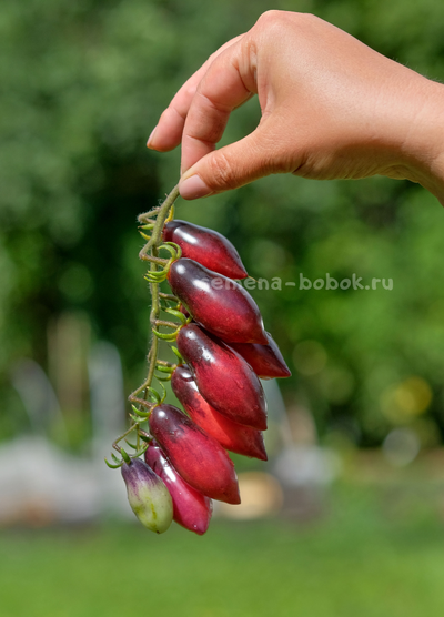 Томат Сливка-Гурман