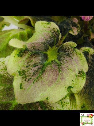 АВ-Почемучка (Фиалковод) 2020 г. (гёрл-листья с кроновой пестролистностью)