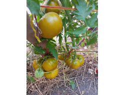 Томат  Золото Cherocee Green (Золото Чероки грин)