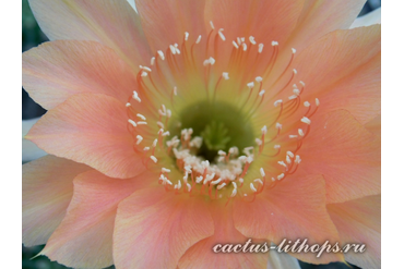 ECHINOPSIS hybrid `NEZHNYY RUMYANEC`