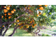 Апельсин сладкий Citrus sinensis (цедра) Сицилия, 5 мл - 100% натуральное эфирное масло