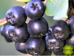 Арония черноплодная рябина "Викинг" (неприхотливый, вкусная ягода)