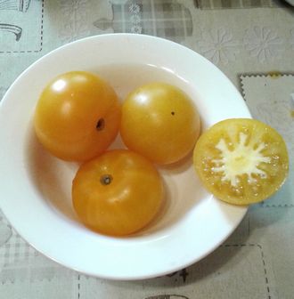 Семена томата Золотое сердце Гном