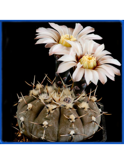 Gymnocalycium bodenbenderianum VG 248