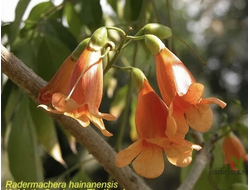 Radermachera hainanensis / Радермахера китайская