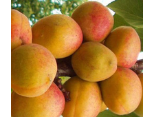 Абрикос  Компотный 3-х летка