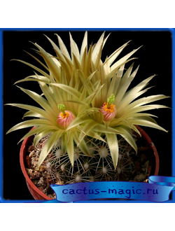 Escobaria missouriensis