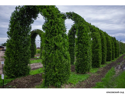 Арка из туи Брабант - Brabant