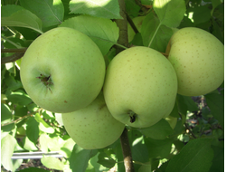 Трофимовка (яблоня)