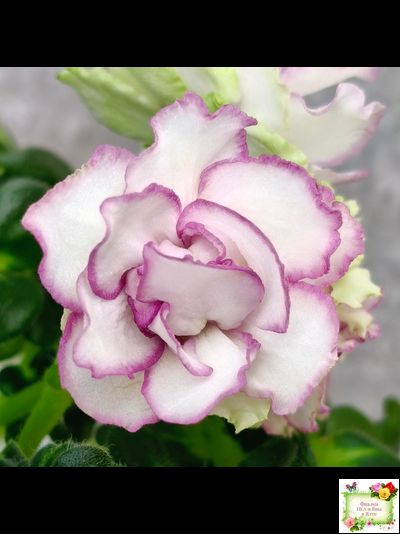 ВаТ-Соло Анфисы (Т. Валькова) 2021 г. (лист посажен 31.03.26)