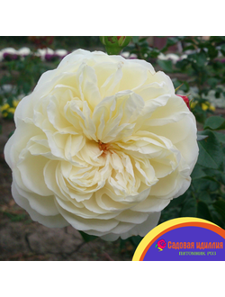 Транквилити (Tranquillity)